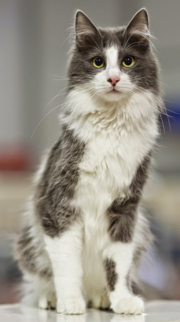 Foto dan Gambar Kucing Anggora yang lucu