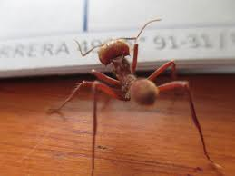 Red ant | hormiga roja