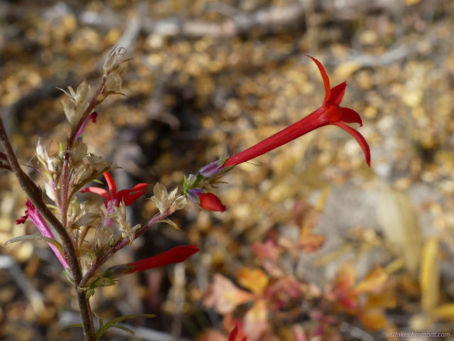 03: red trumpet