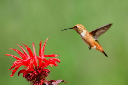 Hummingbird Attracting Flowers