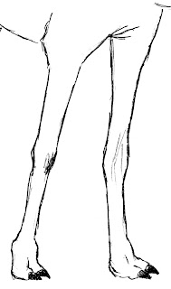 draw camel feet