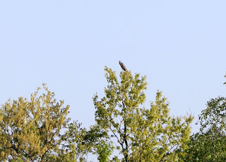 Is this a cuckoo, maybe?