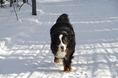 Bilbo i full fart