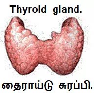 தைராய்டு சுரப்பி - Thyroid gland.