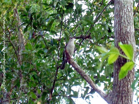 Adult Mockingbird in Tree Guarding Nest Perimeter