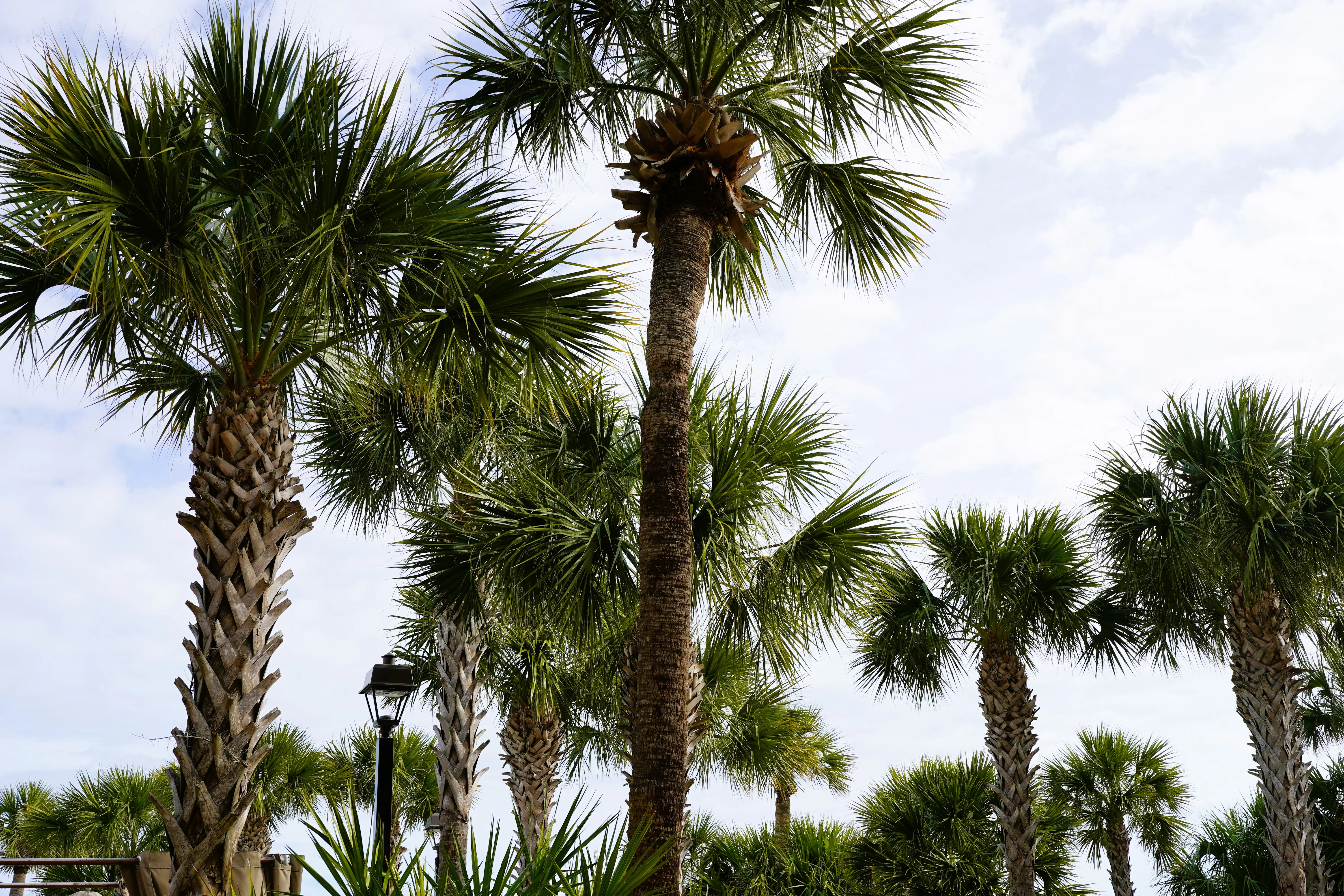 Hilton Head Island Palm Trees