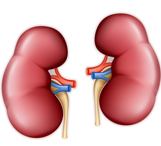 Functional Kidney Therapy: What Exactly You Must Know?
