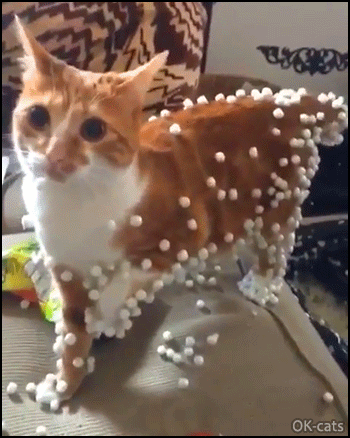 Funny Cat GIF • Cat with Styrofoam Balls on fur. "I immediately regret this decision, HALP hooman!" [ok-cats.com]