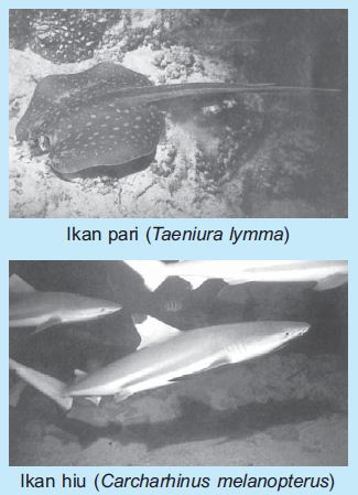 Pengertian dan Klasifikasi Hewan Vertebrata (Hewan 