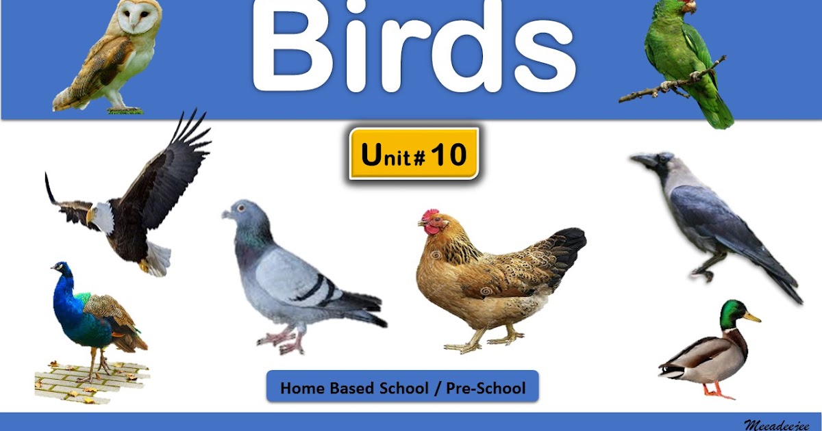 Bird Names | Home Based School