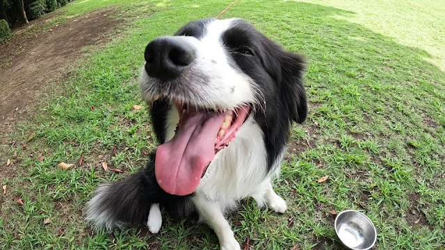 保護犬 ボーダーコリー トーマ