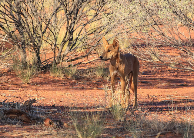 Dingo Discoveries: Unraveling the Enigmatic Nature of Australia's Native Canines