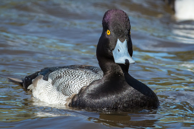 Lesser Scaup, Centennial Park