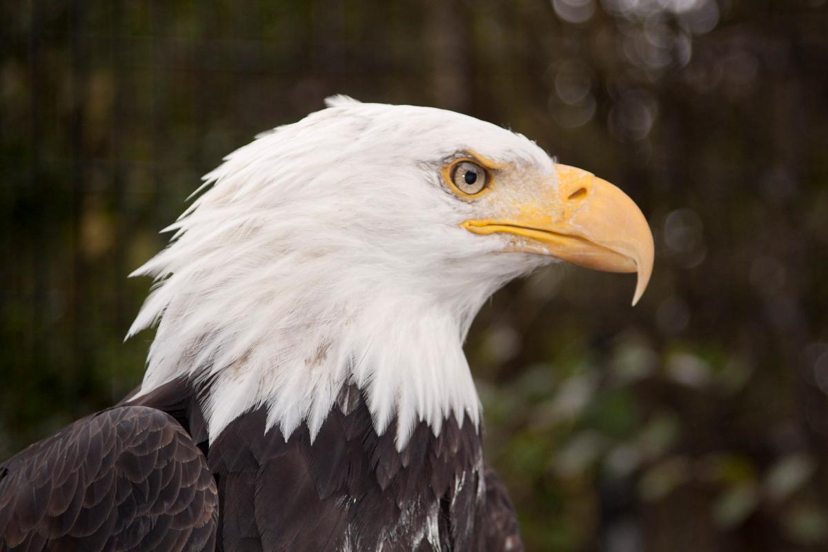 10 JENIS BURUNG ELANG  TERBESAR DAN TERKUAT DI DUNIA