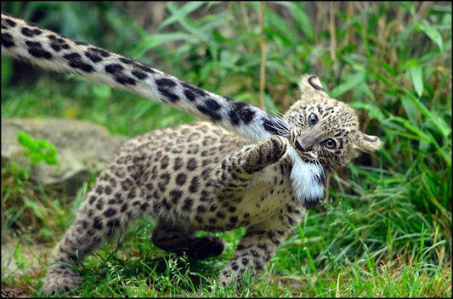 funny animal pictures, baby leopard bites mom's tail