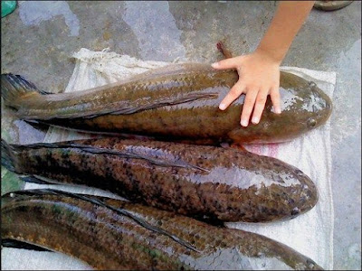 10 ikan gabus snakehead terpopuler dan terunik di Indonesia