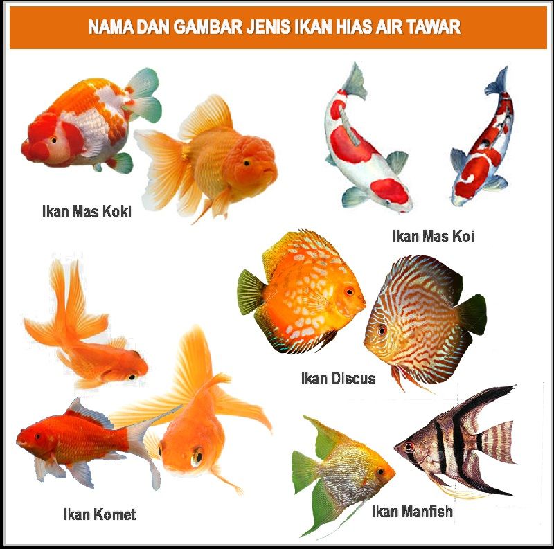 Cara Memelihara Ikan yang Baik dan Benar