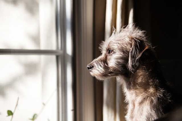 Cute little crossbreed terrier looking out of the window