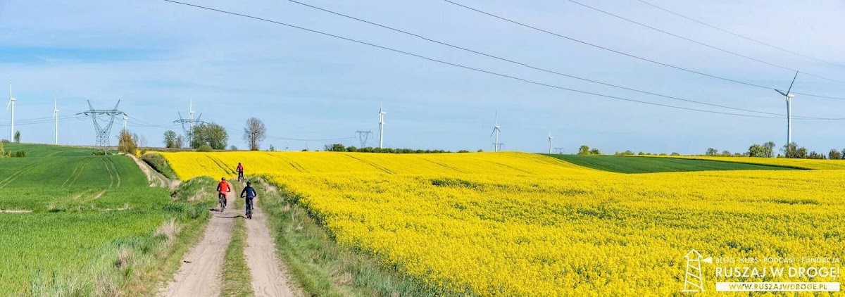 Gościszewo rzepak na polu