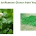  How to Remove Clover from Your Lawn