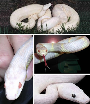 Ular Albino