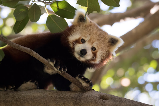 Red Panda - Panda Rojo