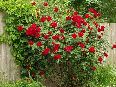 pictures of red roses blooming. We have a large red rose bush