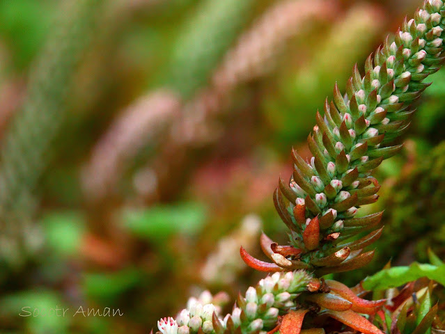 Orostachys japonica