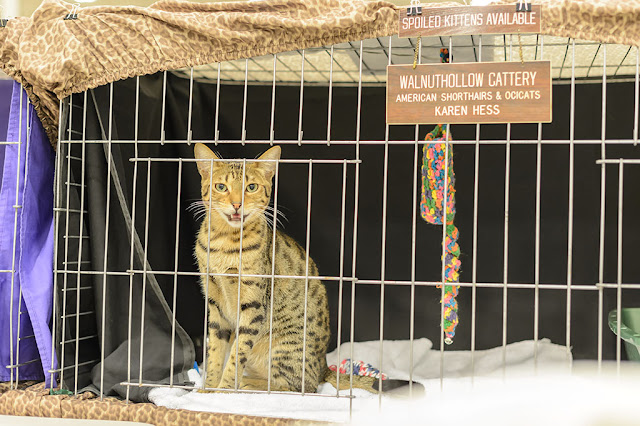 National Capital Cat Show