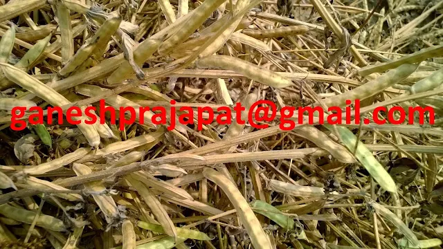 guar, guar gum, guar gum news, guar gum export-2017, guar gum export-2018, guar gum demand-2017, guar gum demand-2018, guar gum production, guar gum cultivation, guar gum cultivation consultancy, Guar, guar gum, guar price, guar gum price, guar demand, guar gum demand guar seed production, guar seed stock, guar seed consumption, guar gum cultivation, guar gum cultivation in india, Guar gum farming, guar gum export from india,Fundamentally Guar seed and guar gum are very strong , Guar, guar gum, guar price, guar gum price, guar deamand, guar gum demand, guar seed production, guar seed stock, guar seed consumption, guar gum cultivation, guar gum cultivation in india, Guar gum farming, guar gum export from india , guar seed export, guar gum export, guar gum farming, guar gum cultivation consultancy, today guar price, today guar gum price, ग्वार , ग्वार गम, ग्वार मांग, ग्वार निर्यात , ग्वार उत्पादन, ग्वार कीमत, ग्वार गम मांग 