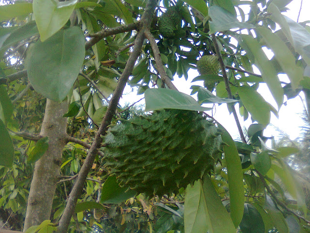 Pohon Sirsak - Nangka Sabrang