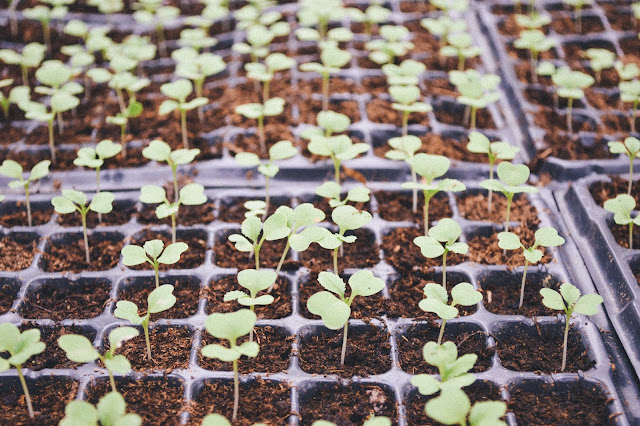 Seedlings in trays