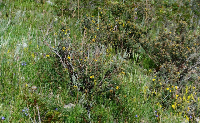 Dasiphora fruticosa, Shrubby Cinquefoil, https://urbanehillbillycanada.blogspot.com/