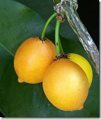 Garcinia intermedia