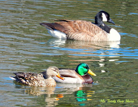 Duck Duck Goose --- Ms. Toody Goo Shoes