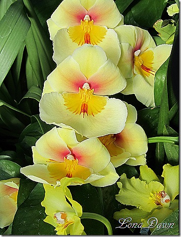 FPC_Orchid_Yellow_Beauty