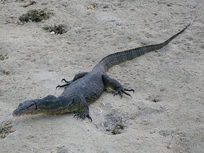 Malayan Water Monitor (Varanus salvator)