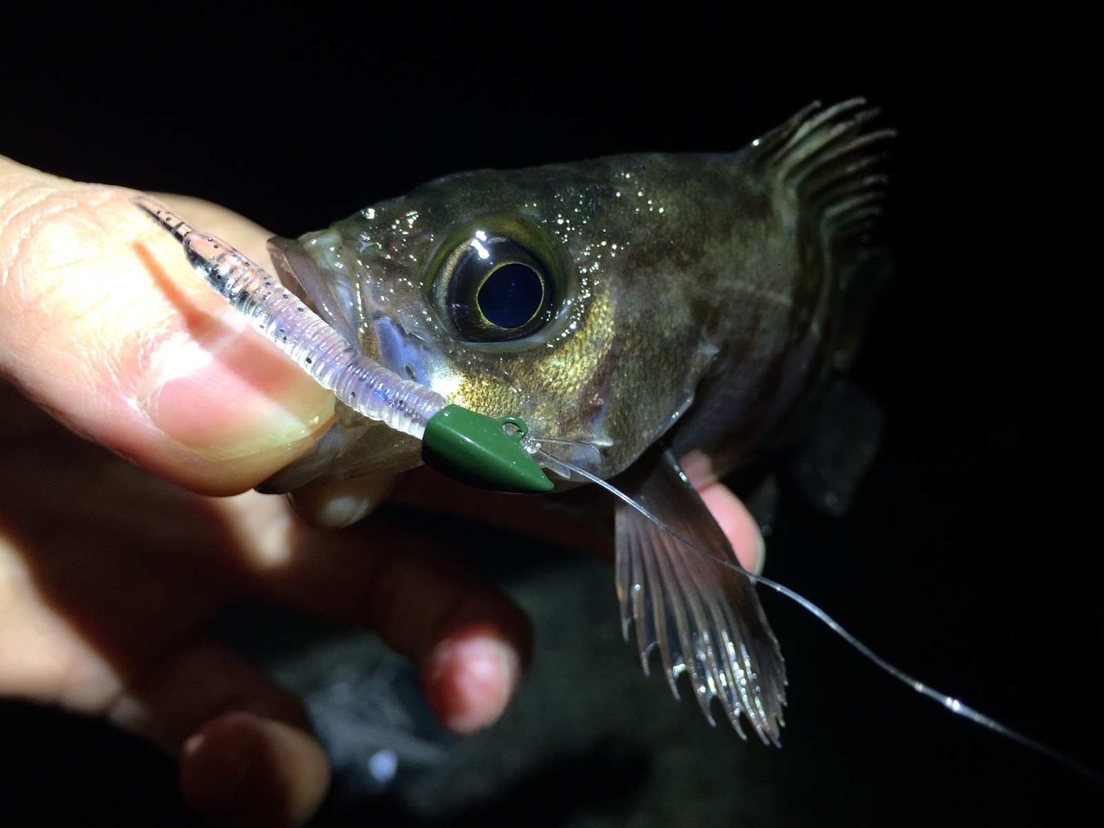 メバリングの釣り方徹底解説 初心者の方でもわかるワームやルアーの動かし方から仕掛けの作り方