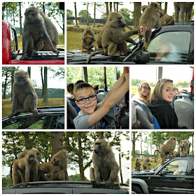 zoo, monkeys, baboons