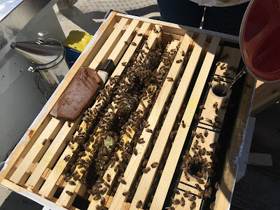 feeding the bees sugar syrup interior feeder