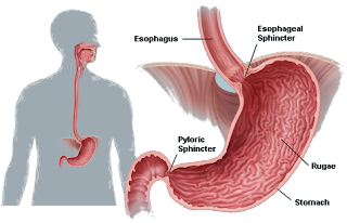 stomach-homeopathy-repertory