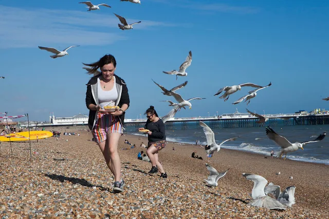 Seagull birds