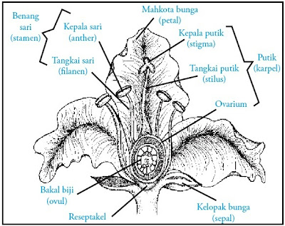 Tumbuhan Berbiji Tertutup (Angiospermae) : Ciri-ciri 