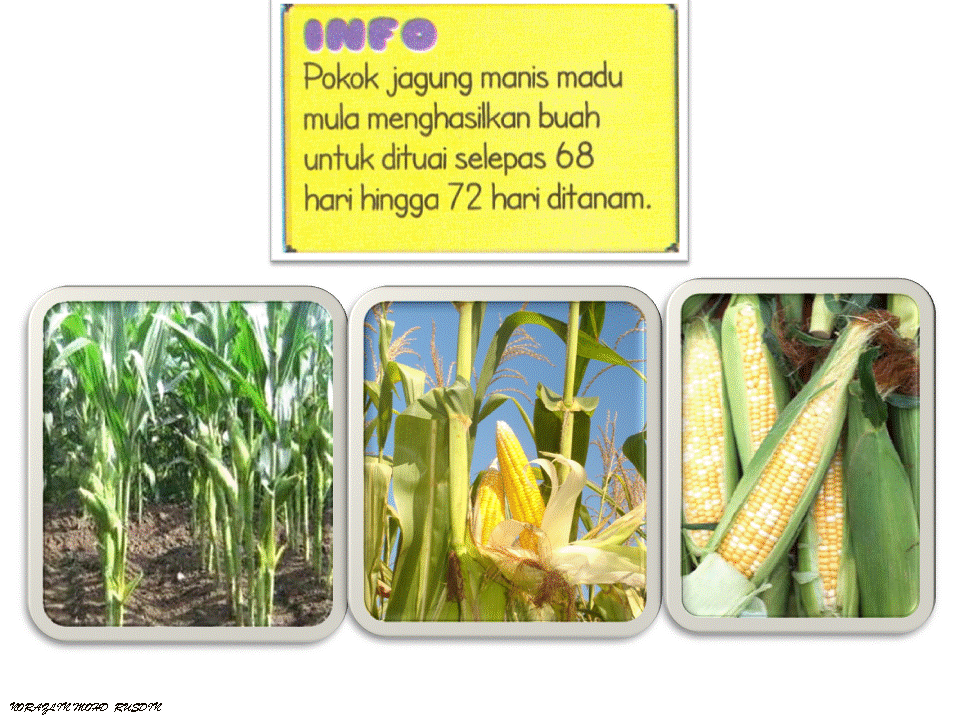 Dunia Sains dan Teknologi (Belajar dengan Ceria): DST 