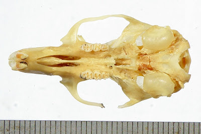 Rata acuática Scapteromys aquaticus