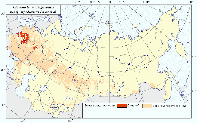 Карта распространения кольцевой гнили картофеля в России