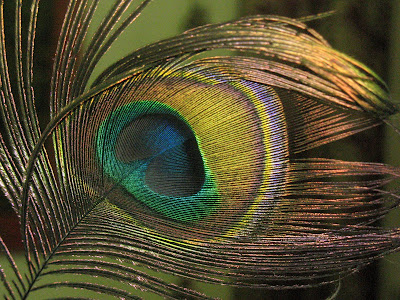 Peacock Drawings Backgrounds Colorful Spiritual Wallpapers