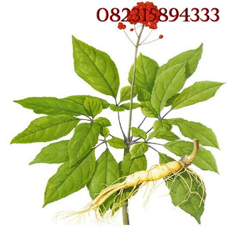 GINSENG PANAK