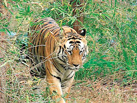 আলোচনা- 'পর্যটন ও জীববৈচিত্র্য:প্রেক্ষাপট-বাংলাদেশ' by মোঃ হেমায়েত উদ্দিন তালুকদার