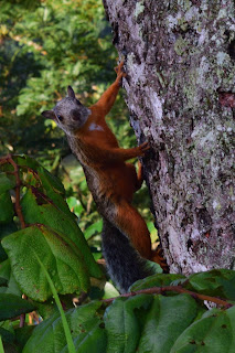 squirrel on tree